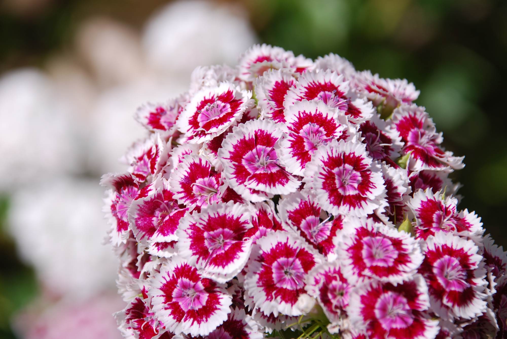 Turski karanfil je najotporniji cvet i bio je u svakom dvorištu u