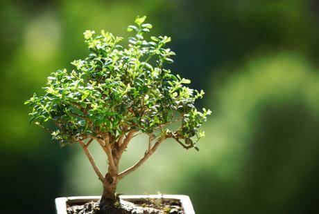 sophora prostrata bonsai Buy Best Sophora Prostrata (Little Baby) Plant