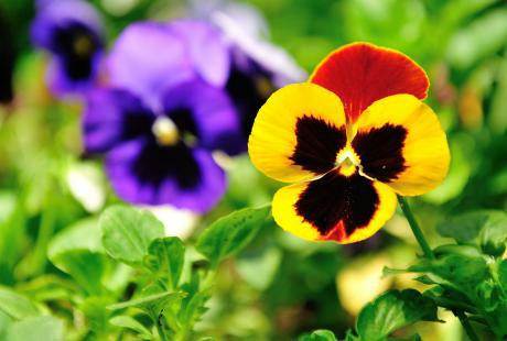 Najlepše prolećno cveće: dan i noć prkosi niskim temperaturama | Lepa i ...