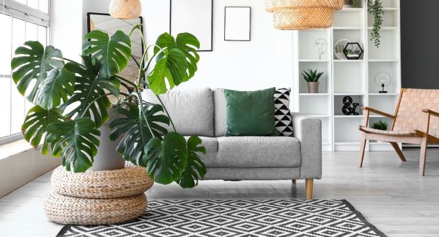 Kako da oživite filodendron u proleće? 7 koraka do sobne biljke za divljenje