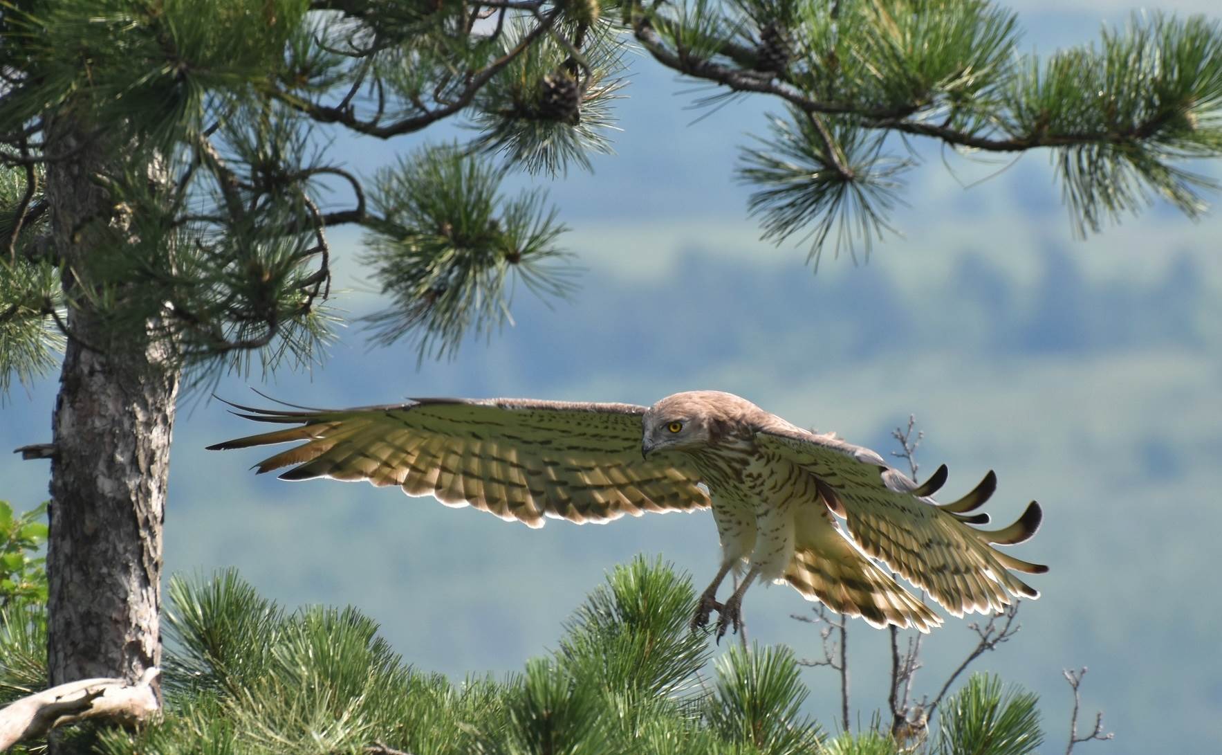 Orao zmijar_Milivoj Vučanović