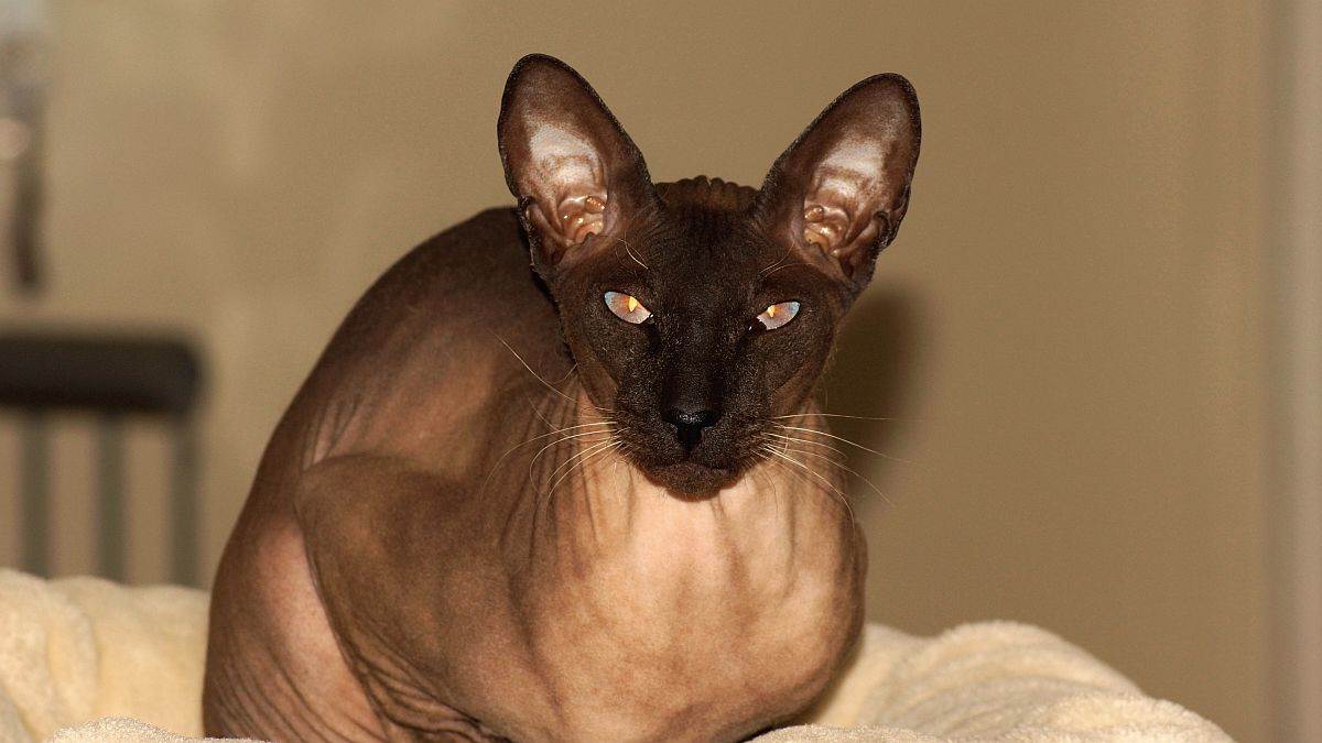peterbald sfinga macka bez dlake.jpg