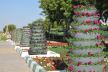 Cvetne korpe u rajskom vrtu: park u Dubaiju drži rekord sa 3000 visećih žardinjera