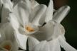 Za prave ljubitelje lukovica: 5 narcisa koje morate imati