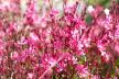 gaura cvece 1.jpg