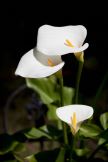 Zaštita biljaka tokom leta: 5 vrsta cveća koje treba da ojačate (FOTO)