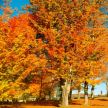 Izazov za sve ljubitelje prirode: ova država tvrdi da ima najlepše jesenje lišće na svetu!