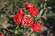 Ružičnjak koji čuva od zaborava stare vrste ruža: "Petrović Roses" u Vrčinu (FOTO + VIDEO)