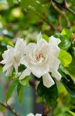Saveti za negu gardenije: Gardenia jasminoides traži visoku vlažnost (FOTO)