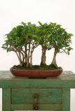 Sobno bilje: kako se gaji fikus ginseng koji uspeva i kao bonsai