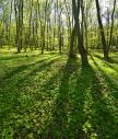 Šume Srbije kriju lekovito blago: šta je šumska medicina i koje su njene blagodeti