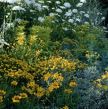 Ideja za baštu: bogata leja sa cvećem u žutim nijansama (ŠEMA SADNJE ZA CVETANJE OD APRILA DO SEPTEMBRA)