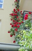 Nagradni konkurs: najlepše ruže Srbije - ruža "simpatija" na Mirijevu popela se do drugog sprata! (VIDEO GALERIJA)