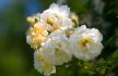 Najlepše rambler ruže: Gizlen D'Feligond (Ghislaine de Féligonde) otporna je na bolesti i dugo cveta