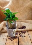 Savršena biljka za ljubitelje kafe: kako da gajite kafu u sobi (SAVETI ZA NEGU)