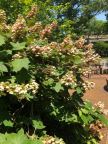 DA LI JE OVA HORTENZIJA LEPŠA OD SVIH: ova hrastolika cvetnica oduševiće vas i u jesen (Hydrangea quercifolia + FOTO)