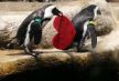 Pingvini slave Dan zaljubljenih