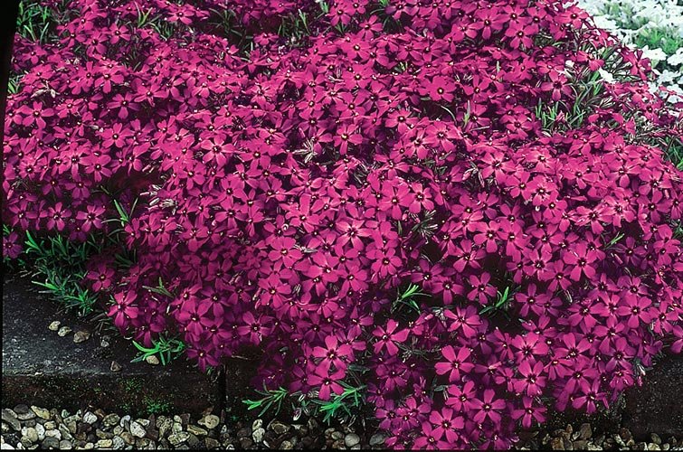 Prikladno cveće za zid od cigle