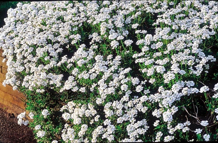 Prikladno cveće za zid od cigle