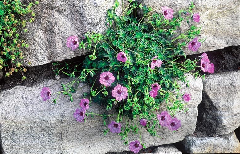 Prikladno cveće za zid od cigle