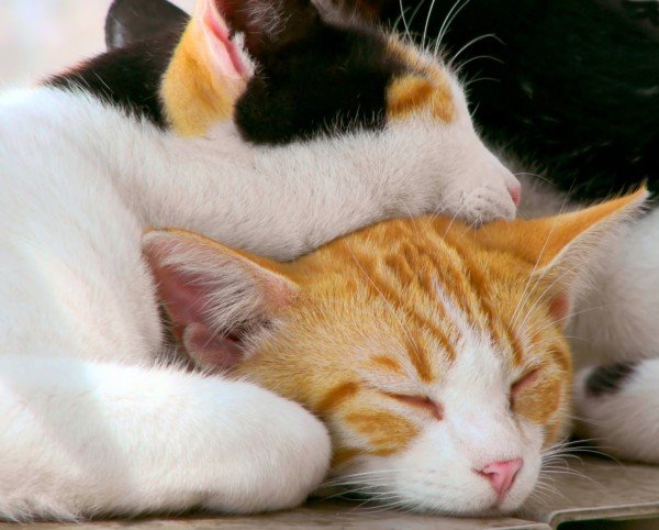 10 pluseva za ljubitelje mačaka