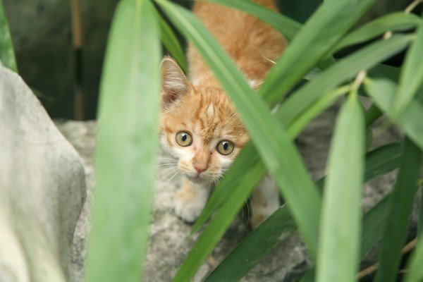 10 pluseva za ljubitelje mačaka