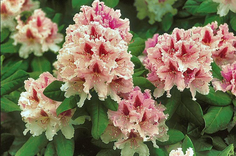 Izbor biljaka u odnosu na zemljište