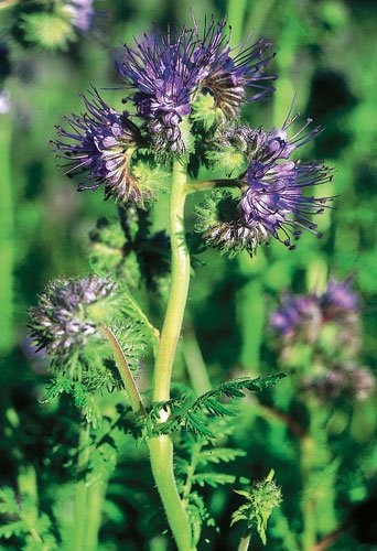 Izbor biljaka u odnosu na zemljište