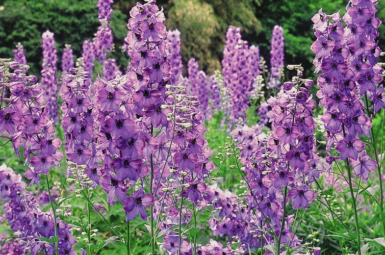 Izbor biljaka u odnosu na zemljište