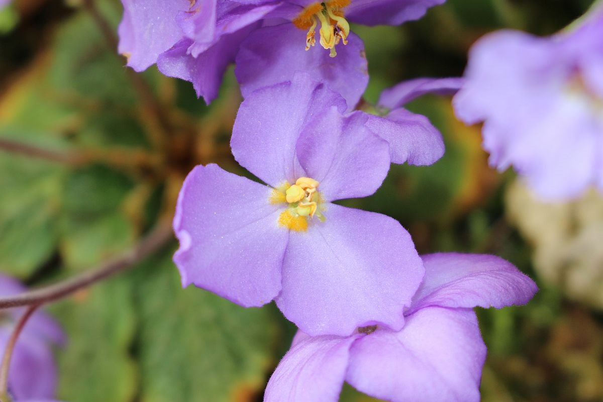 natalijina ramonda.jpg