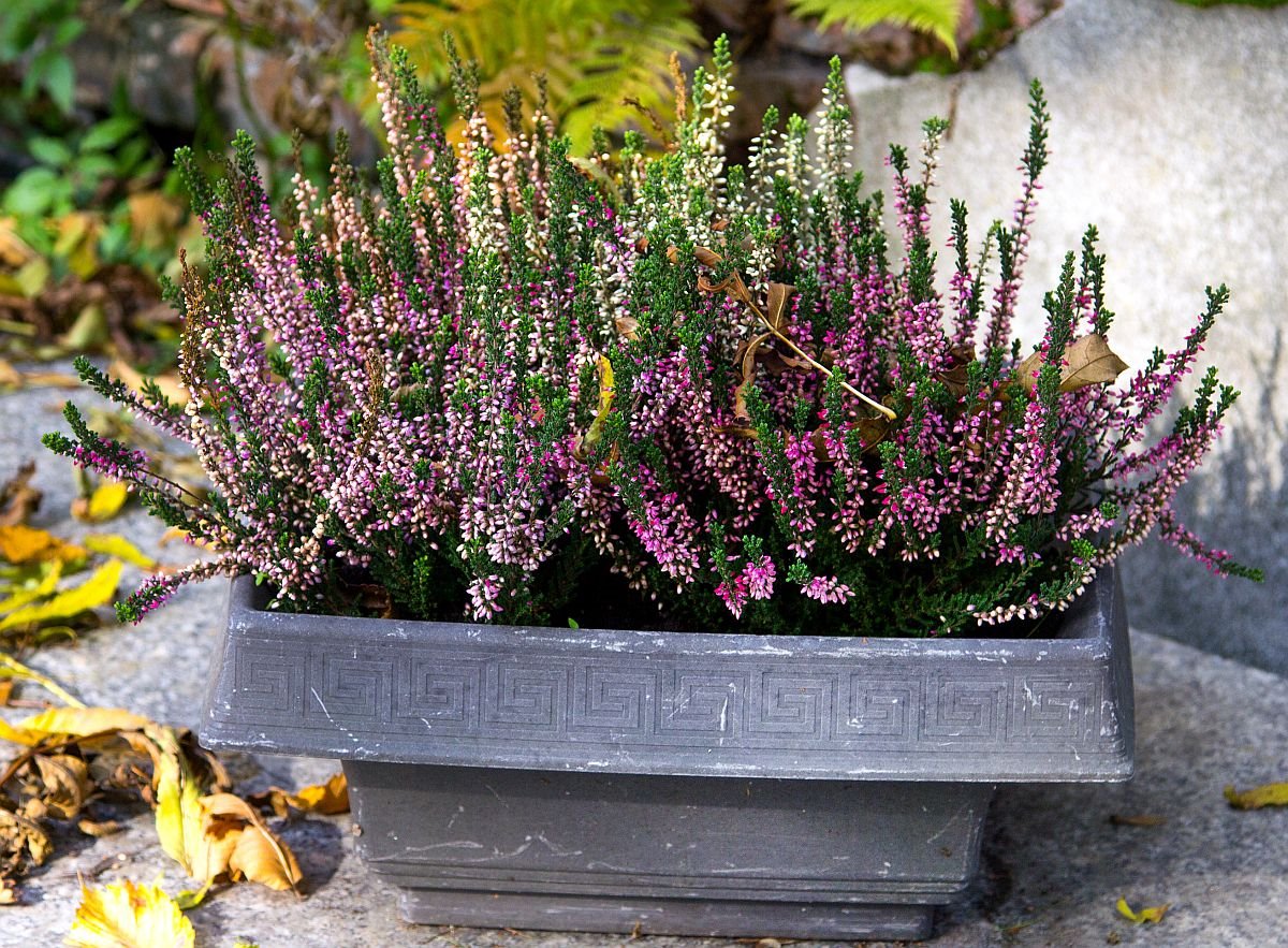 erika zardinjera vres.jpg