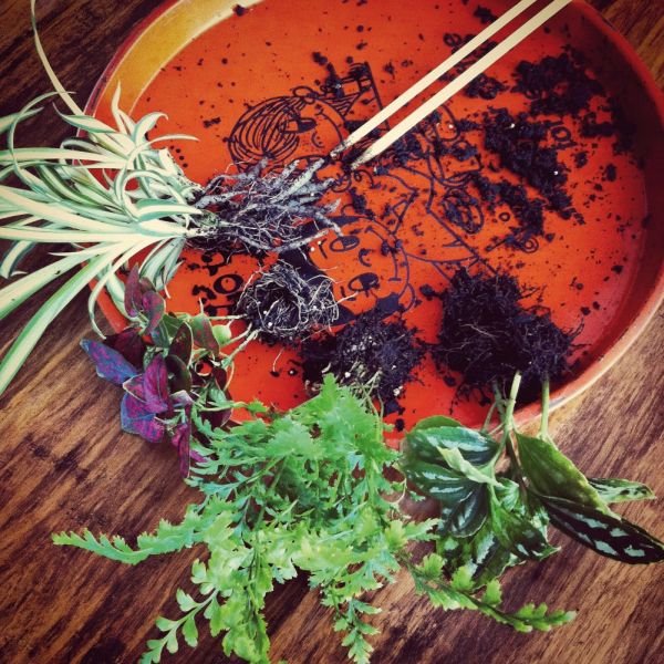 Mala bašta u terarijumu: napravite svoj vrt u 5 koraka