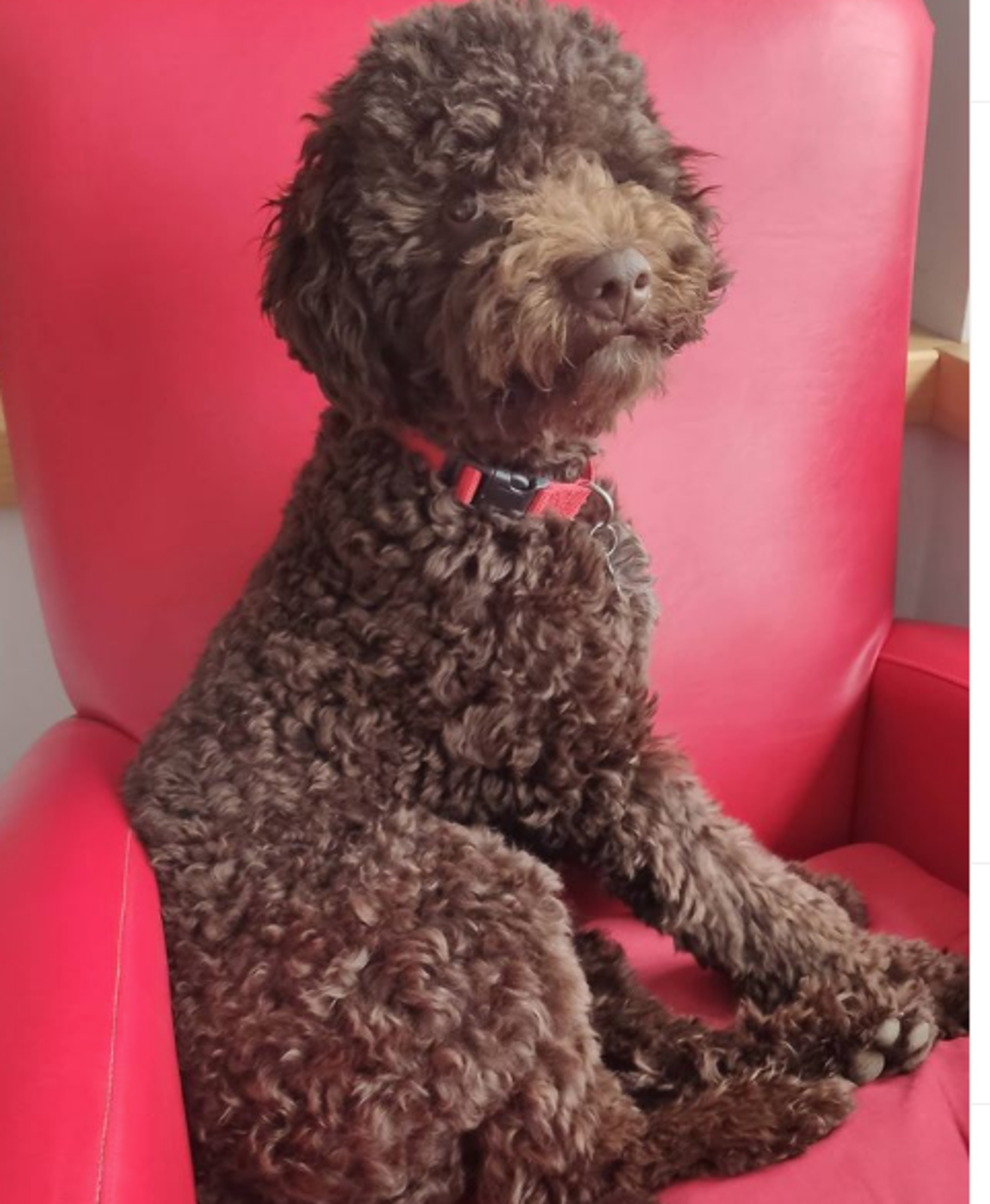 Vojin Ćetković privatni život