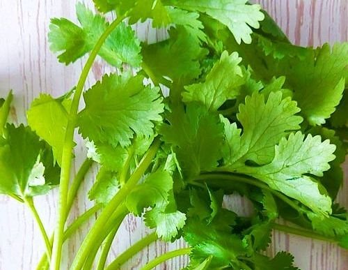 kineski persun korijander