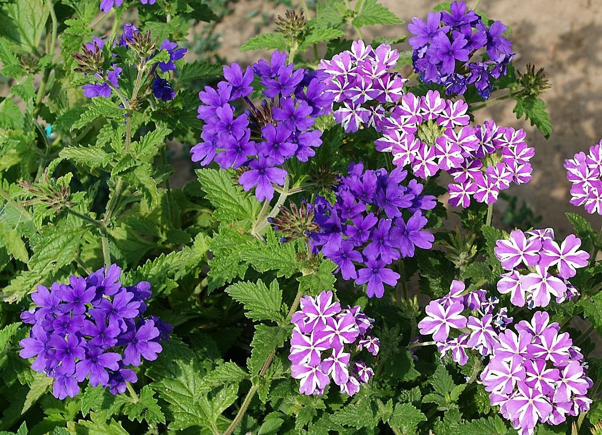 verbena officinalis 2.jpg