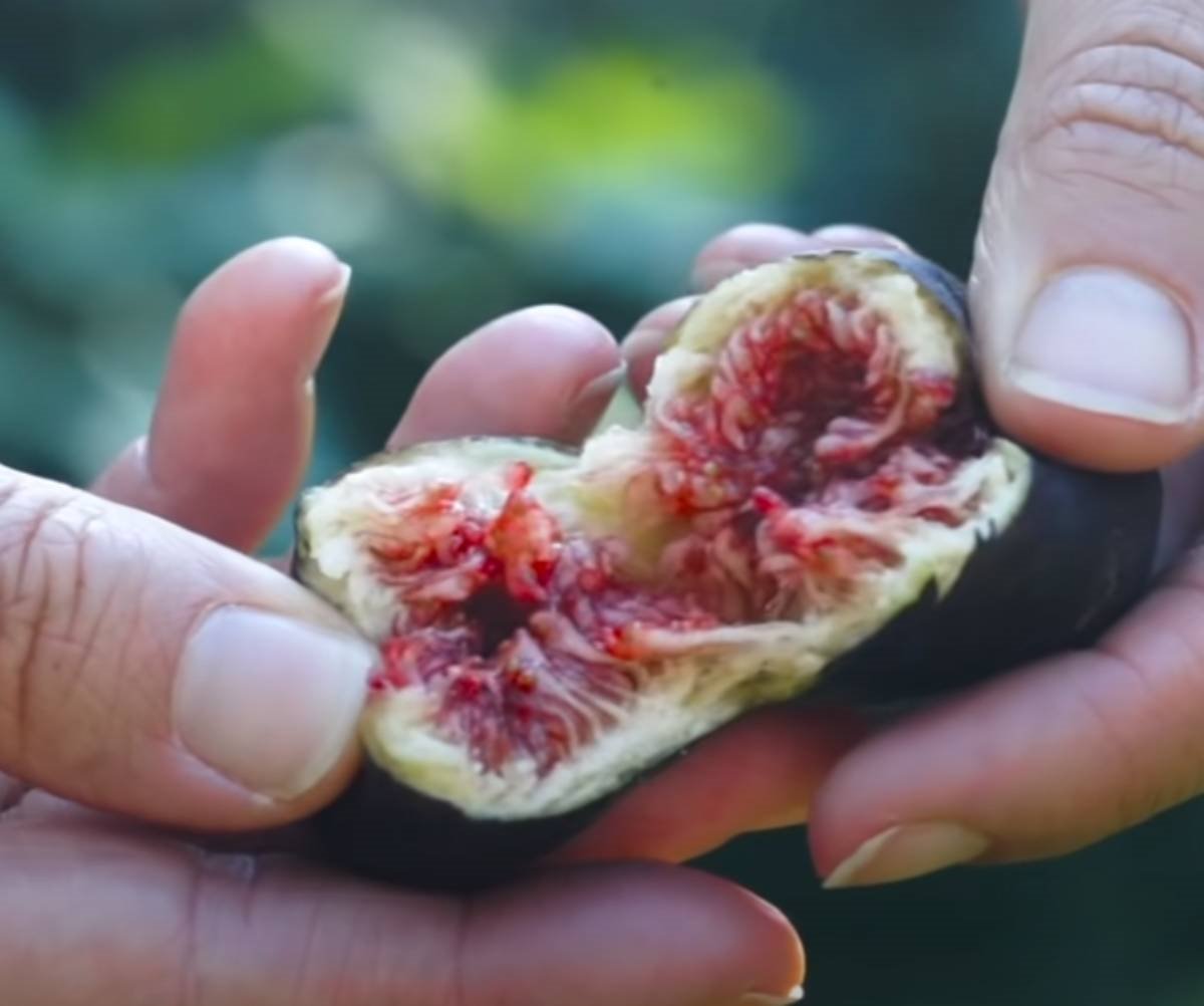 Smokve zdrava i ukusna užina