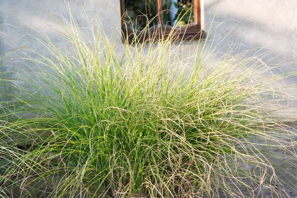 Najlepša baštenska jezera u Velikoj Plani ( VIDEO)