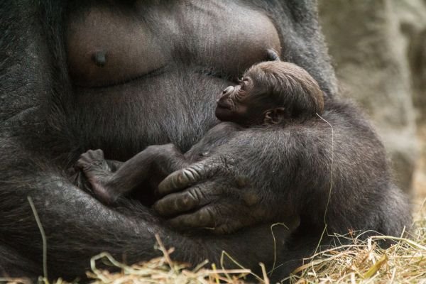 Nove bebe ugroženih vrsta