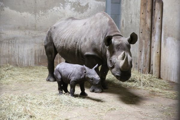 Nove bebe ugroženih vrsta