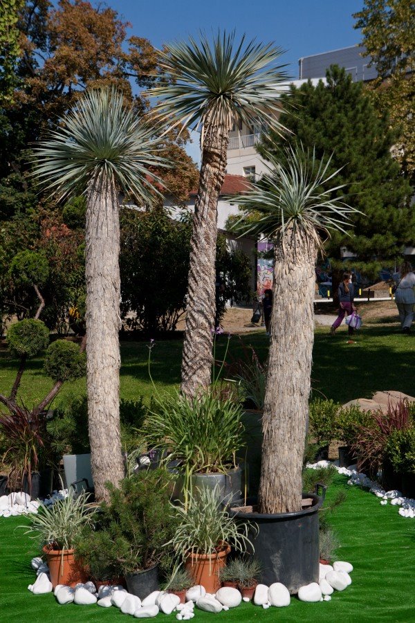 Beogradski festival cveća 2013.