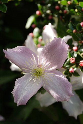 Plan za mirisnu baštu