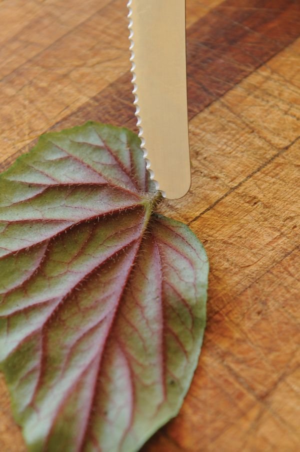 Razmnožavanje begonija reznicama