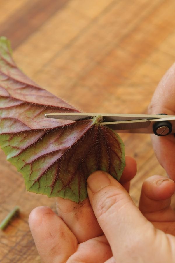 Razmnožavanje begonija reznicama