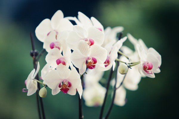 Najbolja nega za orhideje