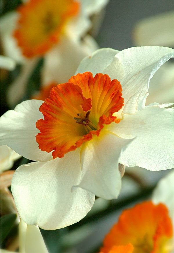 10 razloga što ne cvetaju narcisi