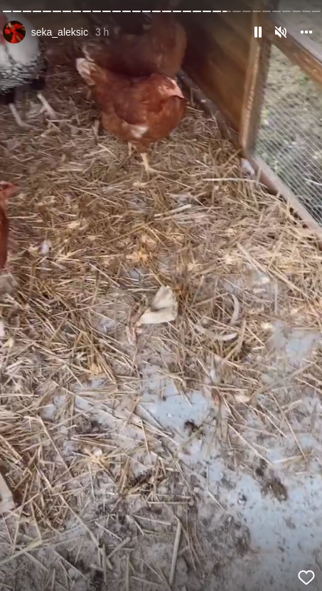 Seka Aleksić briše patos video snimak