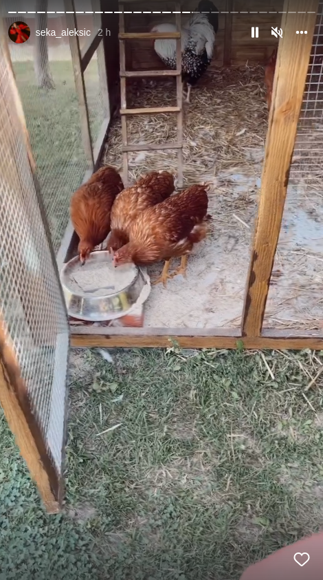 Seka Aleksić briše patos video snimak