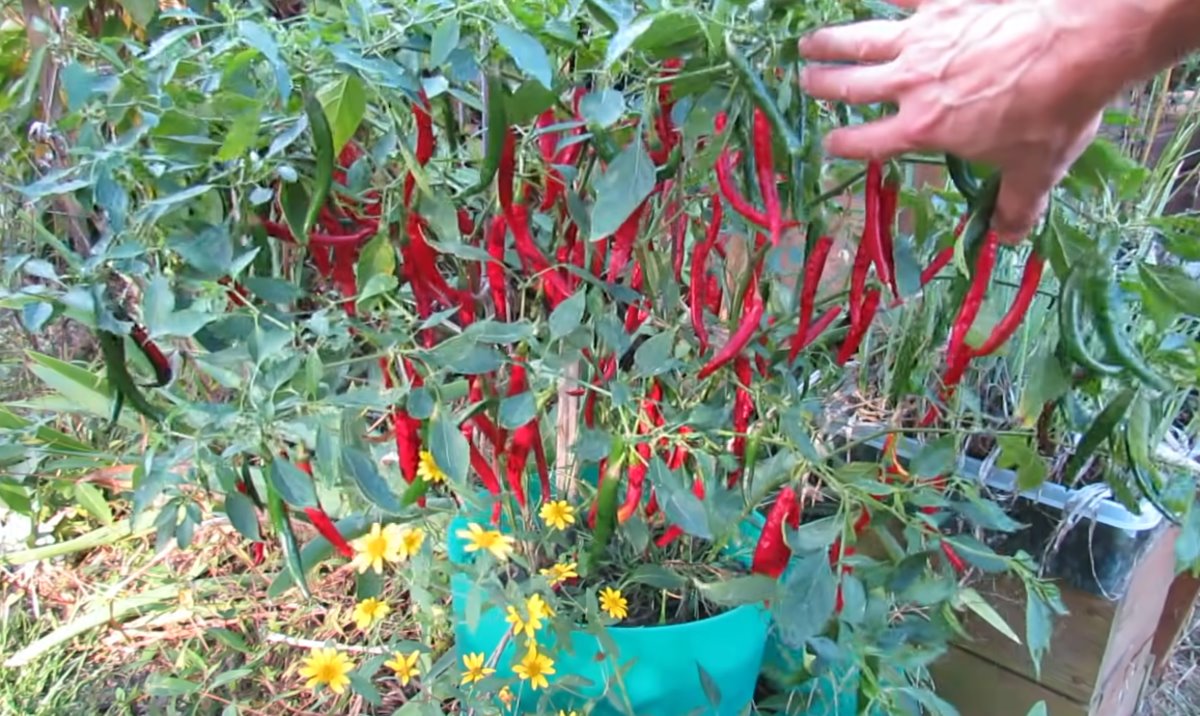 Ljuta paprika