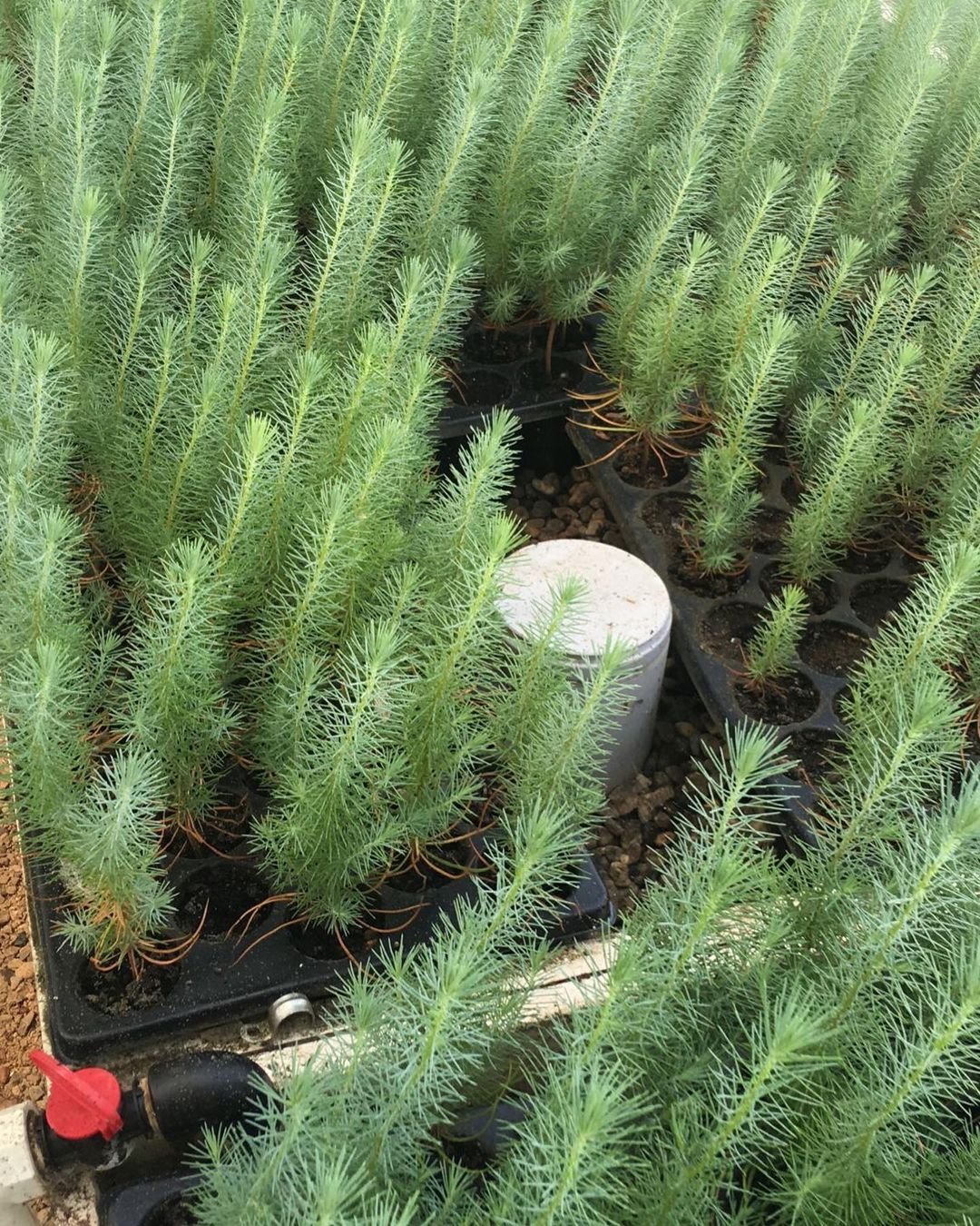 marija petronijevic pinjoli.jpg