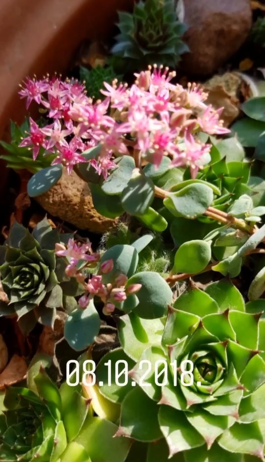 basta danice maksimovic 5.jpg